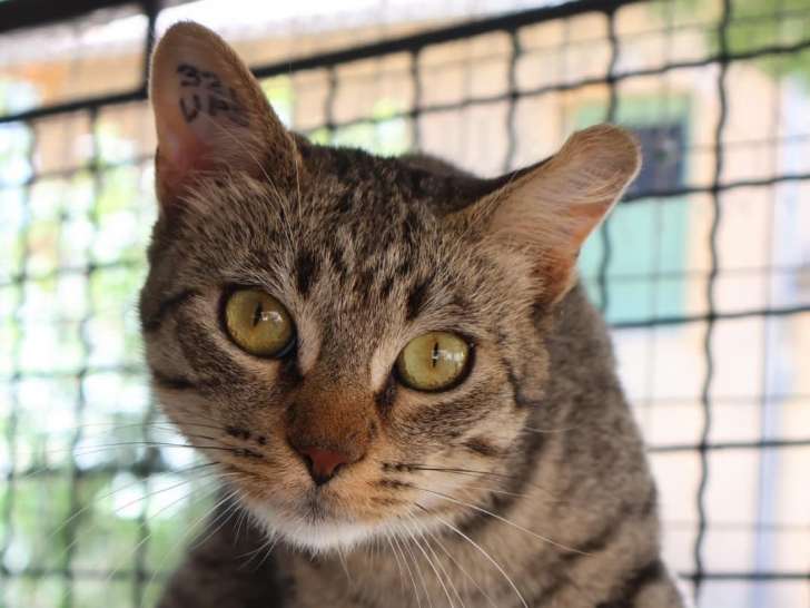 Chat tigré gris à adopter