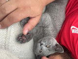 Chaton de race British Shorthair mâle à vendre