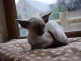 Zazou