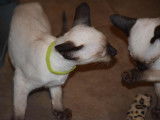 Chatons de race Siamois à vendre (2 femelles & 5 mâles)