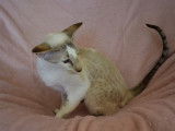 Rosalie, femelle chocolat spotted tabby point
