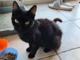 Chatte noire de 2 ans &agrave; donner