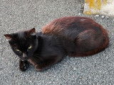 Chatte noire de 2 ans &agrave; donner
