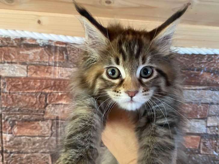 Femelle Brown Tortie Mackerel Tabby