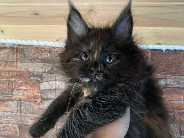 Femelle Black Tortie