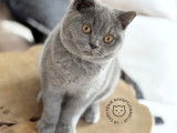 British Shorthair femelle Blue à vendre
