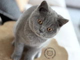 British Shorthair femelle Blue à vendre