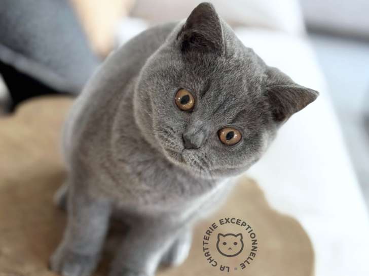British Shorthair femelle Blue à vendre