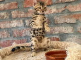 Chatonne Bengal à vendre