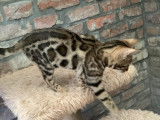 Chatonne Bengal à vendre