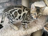 Chatonne Bengal à vendre