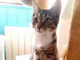 Bella, femelle de 5 mois à l'adoption