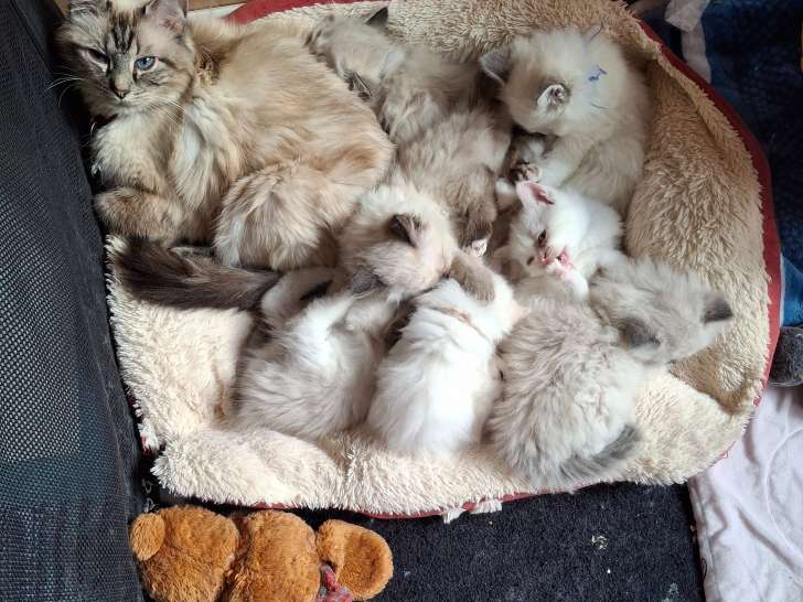 Magnifique  bébés ragdoll et le née   / 2025 nouvelle portées