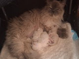 Maman avec les petits bébés.