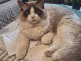 Magnifique  bébés ragdoll et le née   / 2026 mois mai  le nouvelle  portées