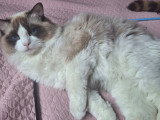 Papa de chatons