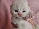 Magnifique  bébés ragdoll et le née   / 2026 mois mai  le nouvelle  portées
