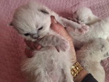 Magnifique  bébés ragdoll et le née   / 2026 mois mai  le nouvelle  portées