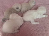 Magnifique  bébés ragdoll et le née   / 2026 mois mai  le nouvelle  portées