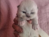 Magnifique  bébés ragdoll et le née   / 2026 mois mai  le nouvelle  portées