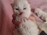 Magnifique  bébés ragdoll et le née   / 2026 mois mai  le nouvelle  portées