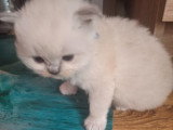 Magnifique  bébés ragdoll et le née   / 2026 mois mai  le nouvelle  portées