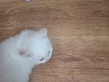 Magnifique  bébés ragdoll et le née   / 2026 mois mai  le nouvelle  portées