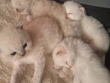 Magnifique  bébés ragdoll et le née   / 2026 mois mai  le nouvelle  portées