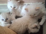 Magnifique  bébés ragdoll et le née   / 2026 mois mai  le nouvelle  portées