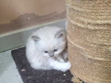 Magnifique  bébés ragdoll et le née   / 2026 mois mai  le nouvelle  portées