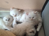Magnifique  bébés ragdoll et le née   / 2026 mois mai  le nouvelle  portées