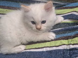 Chatterie * DE-BOGY BE* présente Magnifique bébés ragdoll et le née / 2026 mois mai le nouvelle portées