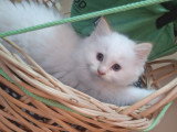 Chatterie * DE-BOGY BE* présente Magnifique bébés ragdoll et le née / 2026 mois mai le nouvelle portées