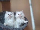 Chatterie * DE-BOGY BE* présente Magnifique bébés ragdoll et le née / 2026 mois mai le nouvelle portées