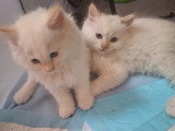 Chatterie * DE-BOGY BE* présente Magnifique bébés ragdoll et le née / 2026 mois mai le nouvelle portées