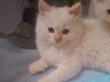 Chatterie * DE-BOGY BE* présente Magnifique bébés ragdoll et le née / 2026 mois mai le nouvelle portées