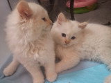 Chatterie * DE-BOGY BE* présente Magnifique bébés ragdoll et le née / 2026 mois mai le nouvelle portées
