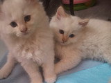 Chatterie * DE-BOGY BE* présente Magnifique bébés ragdoll et le née / 2026 mois mai le nouvelle portées