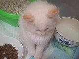 Chatterie * DE-BOGY BE* présente Magnifique bébés ragdoll et le née / 2026 mois mai le nouvelle portées