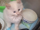 Chatterie * DE-BOGY BE* présente Magnifique bébés ragdoll et le née / 2026 mois mai le nouvelle portées