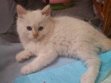 Chatterie * DE-BOGY BE* présente Magnifique bébés ragdoll et le née / 2026 mois mai le nouvelle portées