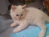 Chatterie * DE-BOGY BE* présente Magnifique bébés ragdoll et le née / 2026 mois mai le nouvelle portées