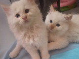 Chatterie * DE-BOGY BE* présente Magnifique bébés ragdoll et le née / 2026 mois mai le nouvelle portées