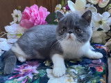 Magnifique chaton Exotic Shorthair LOOF à vendre