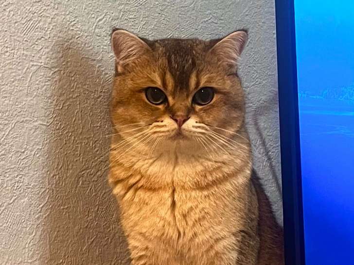 Chaton de race British Shorthair mâle à vendre
