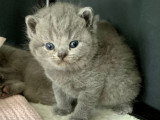 Magnifiques chatons British Shorthair à vendre
