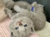 Magnifiques chatons British Shorthair à vendre