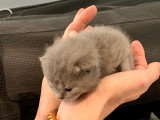 Magnifiques chatons British Shorthair à vendre