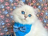 Chaton British Longhair aux magnifiques yeux bleus à vendre