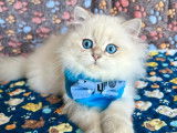 Chaton British Longhair aux magnifiques yeux bleus à vendre